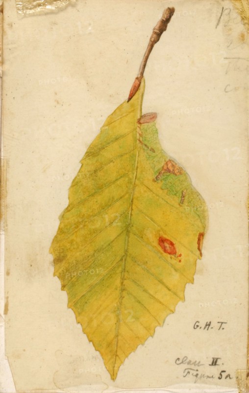 Crumpled and Withered Leaf Edge Mimicking Caterpillar..., late 19th-early 20th century. Creator: Emma Beach Thayer.