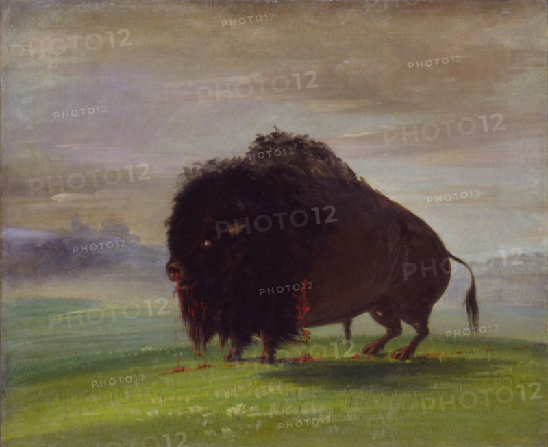 Wounded Buffalo, Strewing His Blood over the Prairies, 1832-1833.