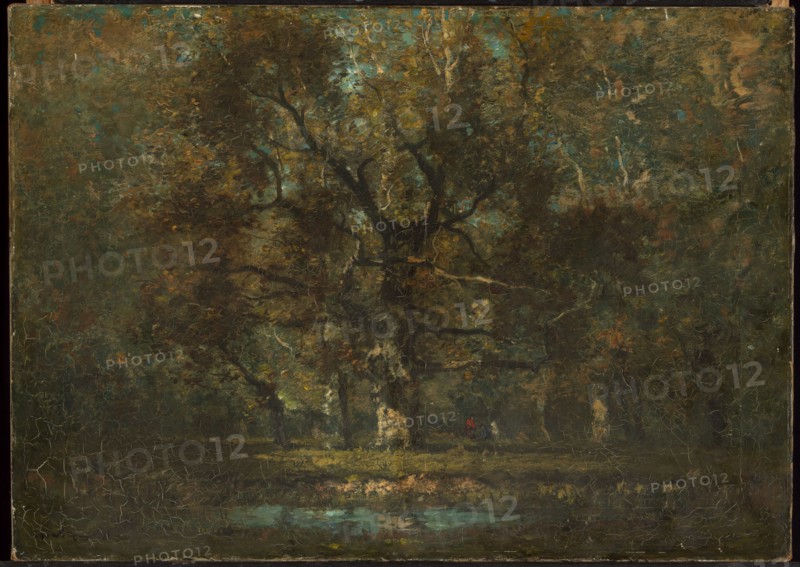 Oak Tree, 1895.