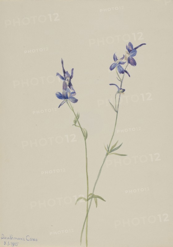 Blue Larkspur (Delphinium nuttallianum), 1905.