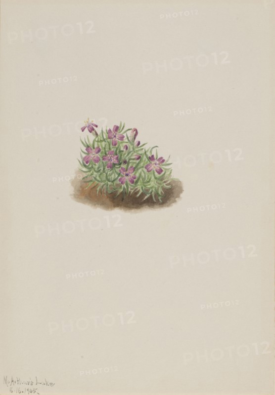 Carpet Pink (Silene acaulis), 1905.