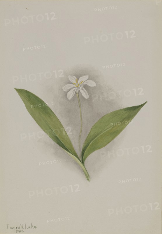 Queencup (Clintonia uniflora), 1902.