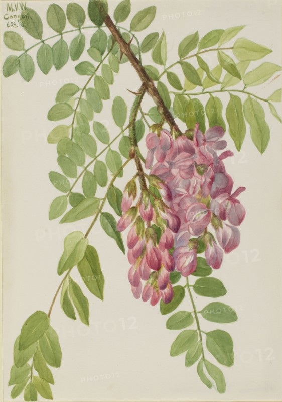 New Mexican Locust (Robinia neomexicana), 1938.