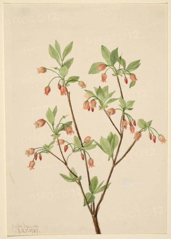 Menziesea (Menziesea glabella), 1907.