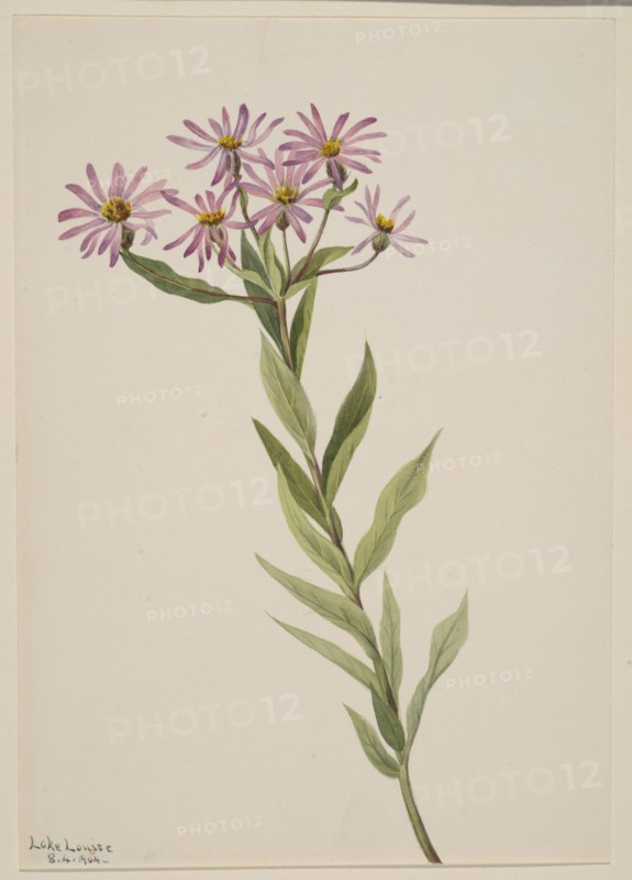 Aster Engelmann, 1904.