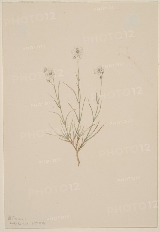 Arenaria formosa, 1904.