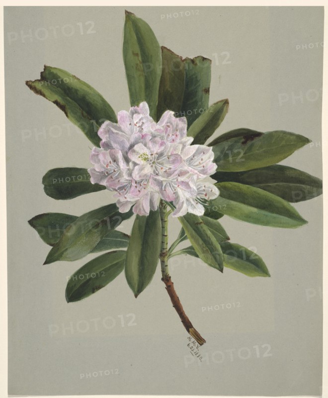 Rhododendron (Rhododendron maximum), 1880.