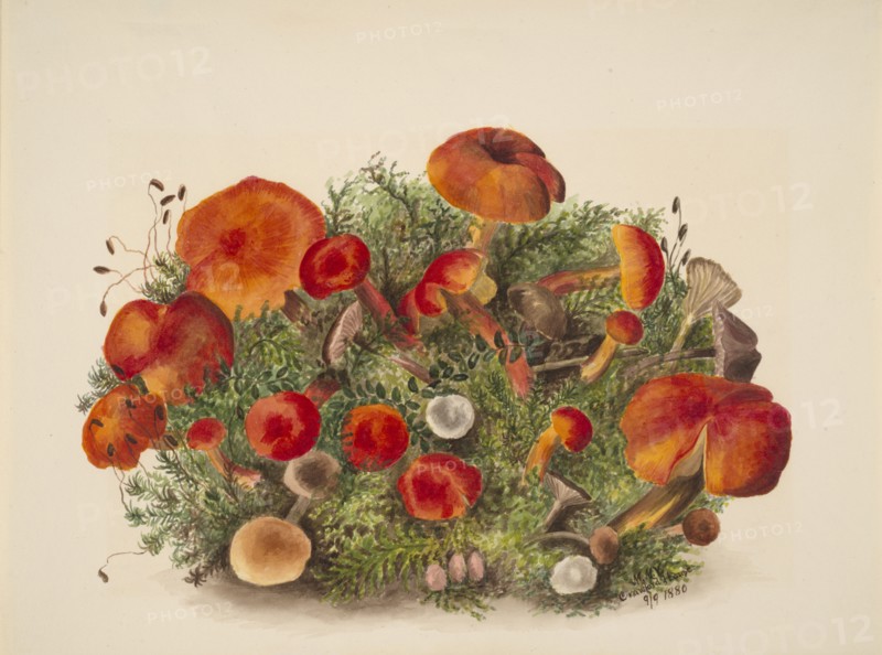 (Untitled--Study of Mushrooms), 1880.
