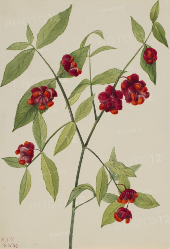 Strawberry Bush-"Hearts Bustin' with Love" (Euonymus Americanus), 1930.