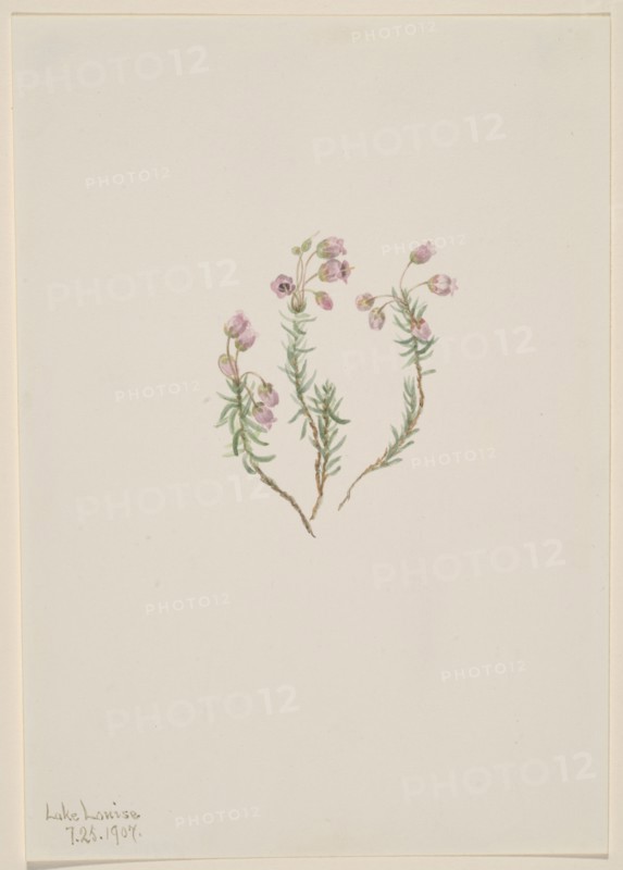 Heather (Phyllodoce intermedia), 1907.
