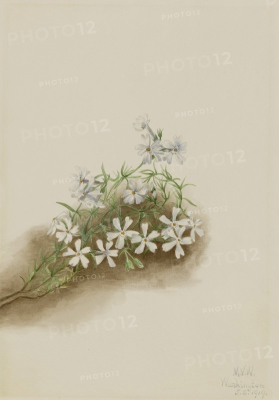 Moss Pink (Phlox subulate), 1919.