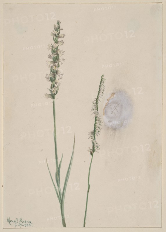 Nodding Ladies-Tresses (Ibidium cernum), 1905.