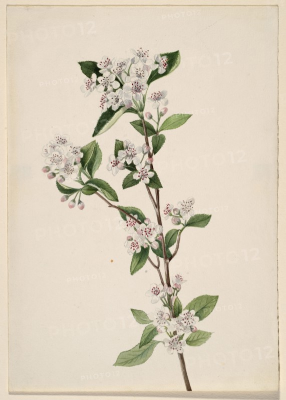 Red Chokeberry (Aronia arbutifolia), ca. 1920s.