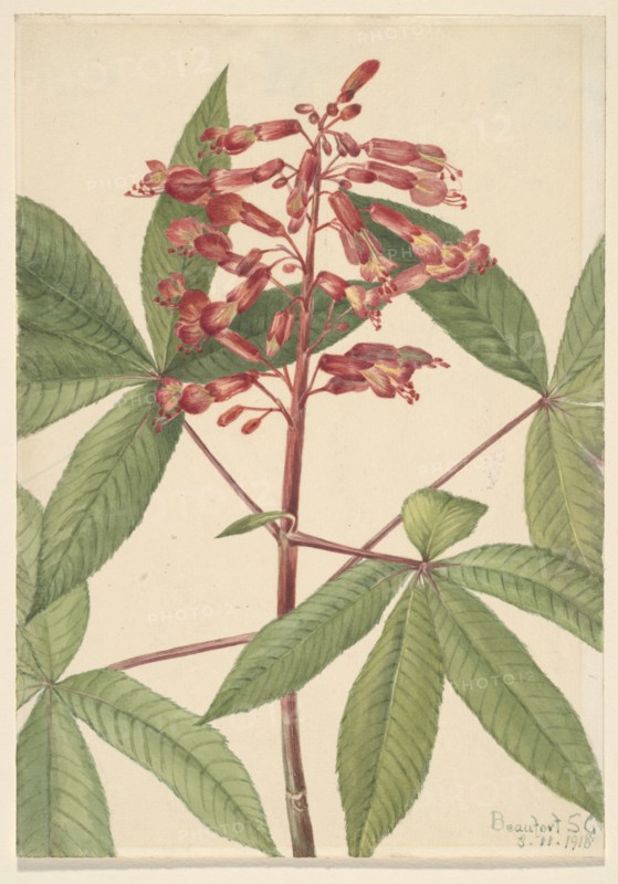 Red Buckeye (Aesculus pavia), 1918.