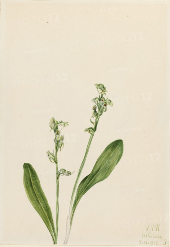 One-Leaf-Bog-Orchid (Habenaria obtusata), 1922.