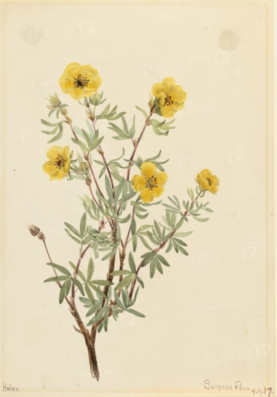 Bush Cinquefoil (Potentilla fruticosa), 1917.