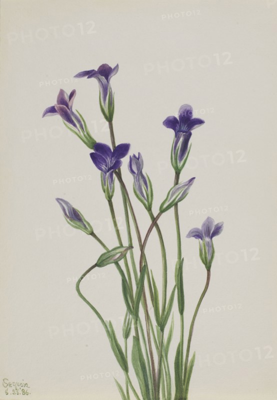 Gentian (Gentiana holopetala), 1936.