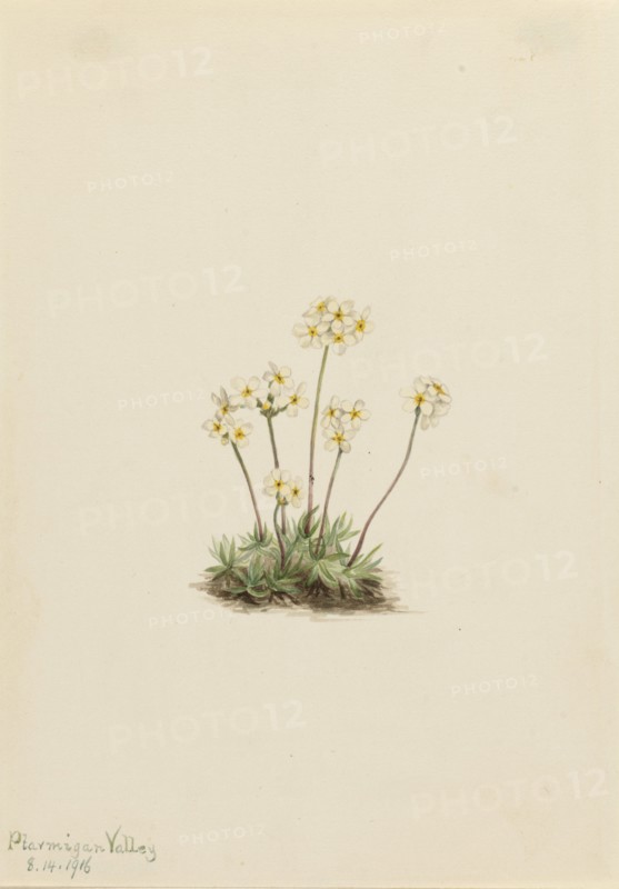 Sweet Androsace (Androsace carinata), 1916.