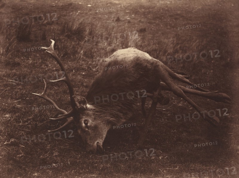 Dead Stag, 1857.