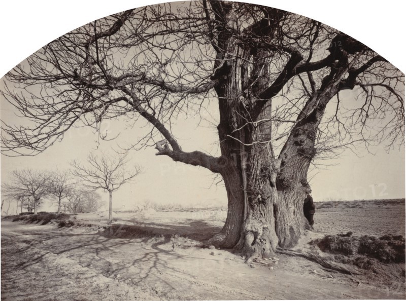 Grand Châtaignier au Bord d'un Chemin (Large Chestnut Tree on the Side of a Road), c.1875-1880.
