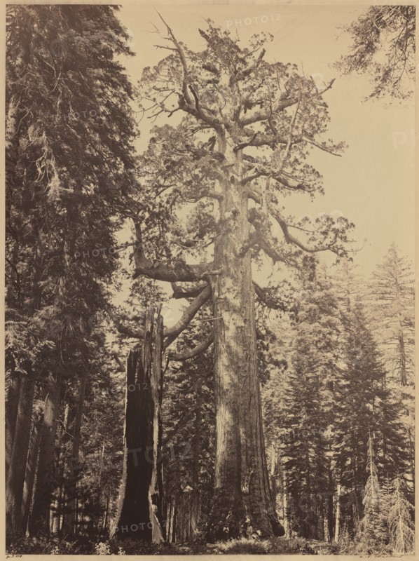 Grizzly Giant, Mariposa Grove, 1861.