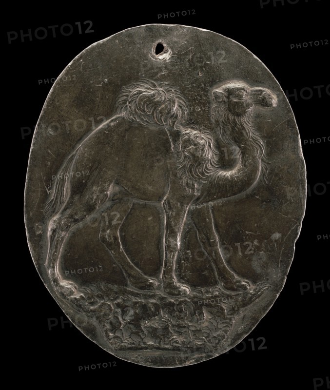 Arabian Camel (or Dromedary), c. 1570s/1580s.