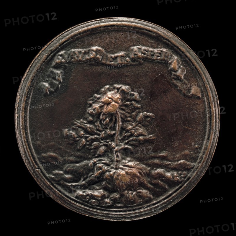 Rosebush Growing out of a Rocky Terrain [reverse], c. 1655/1675.