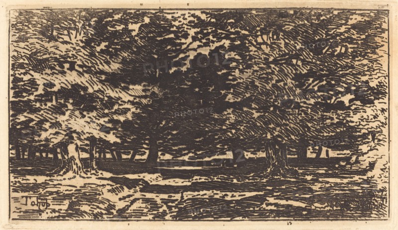 Forêt.