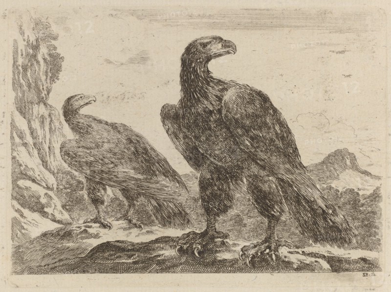 Two Eagles, Both with Heads Turned to the Right.