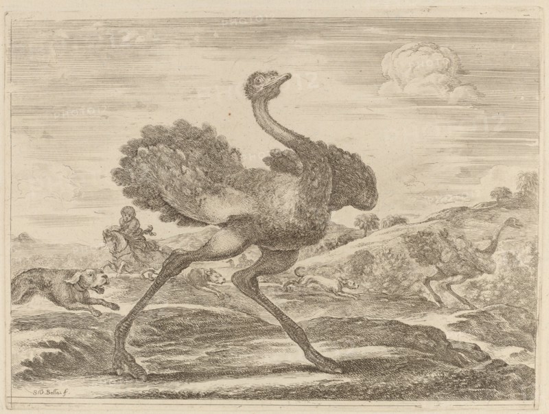 Ostrich Hunt.