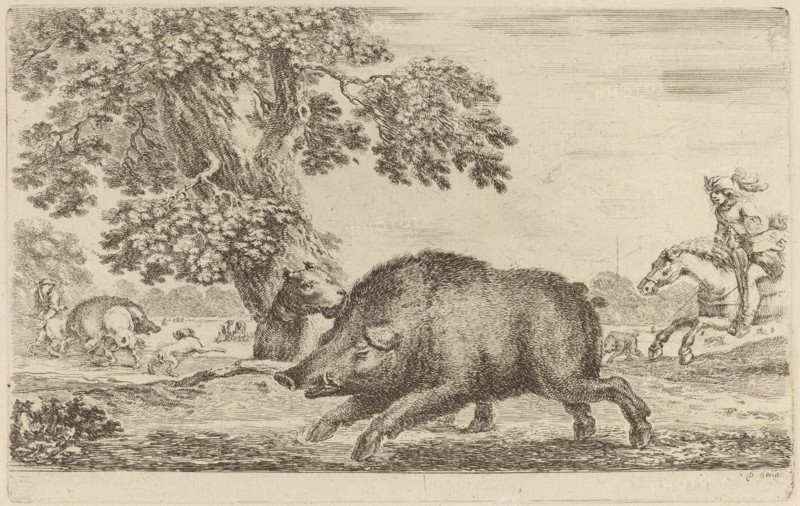 Boar Running to the Left.