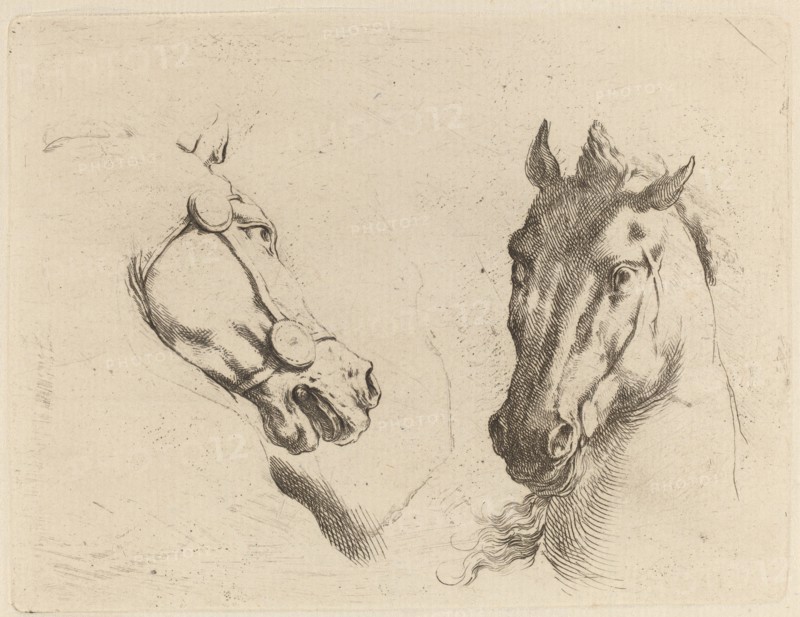 Head of a Horse Seen in Profile and in Three-Quarters.