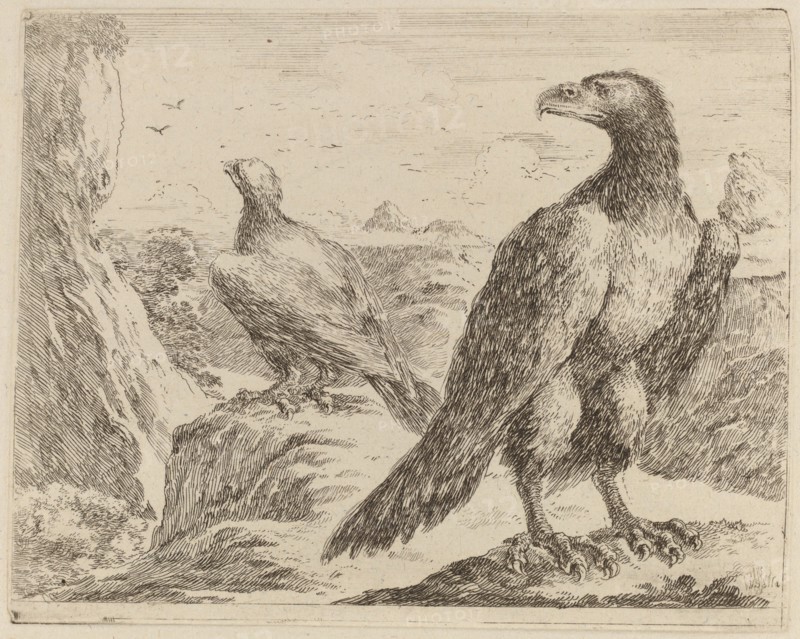 Two Eagles, Both with Heads Turned to the Left.