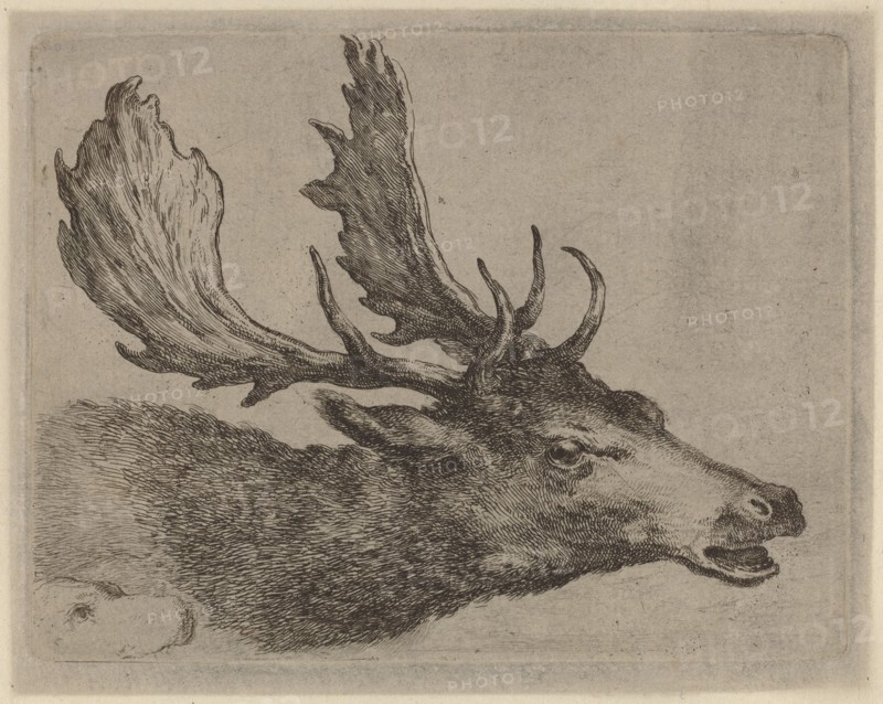 Head of a Stag Turned Right.