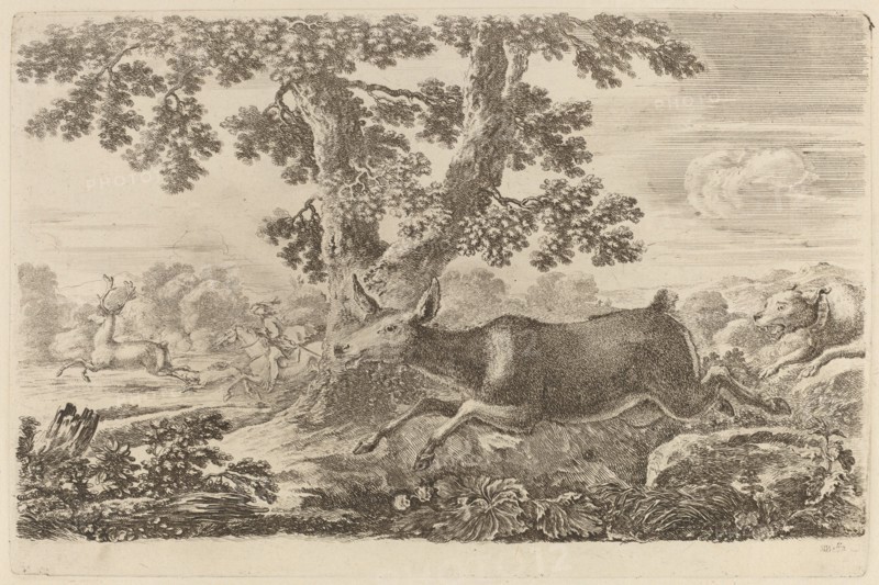 Deer Chased by a Dog to the Right.