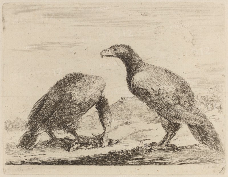 Two Eagles, One Eating a Small Lamb.