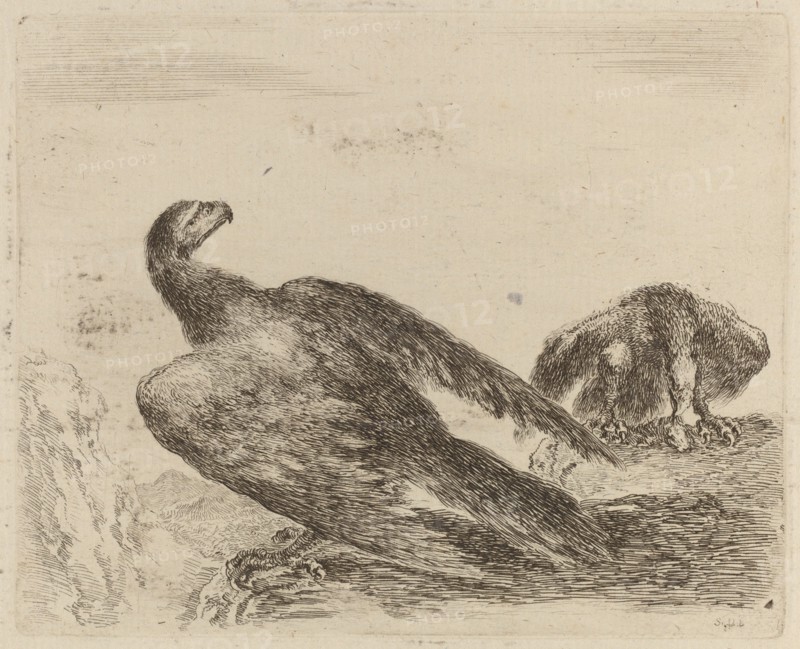Two Eagles on a Promitory.