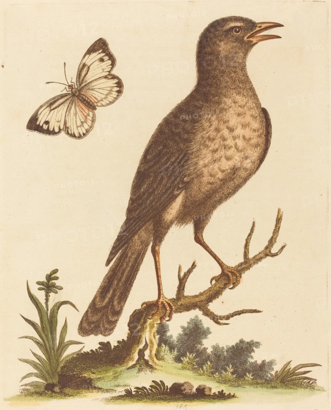 Brown Bird with a Butterfly.