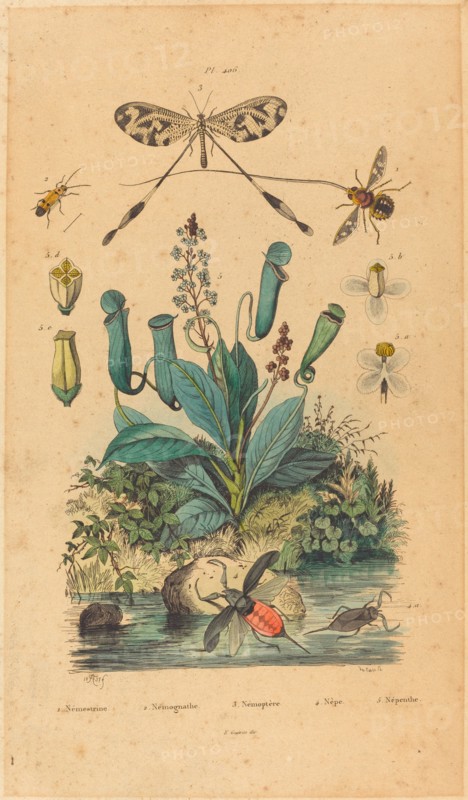 Insects and Flowers, published 1837. nemestrine, nemognathe nemoptere nepe nepenthe