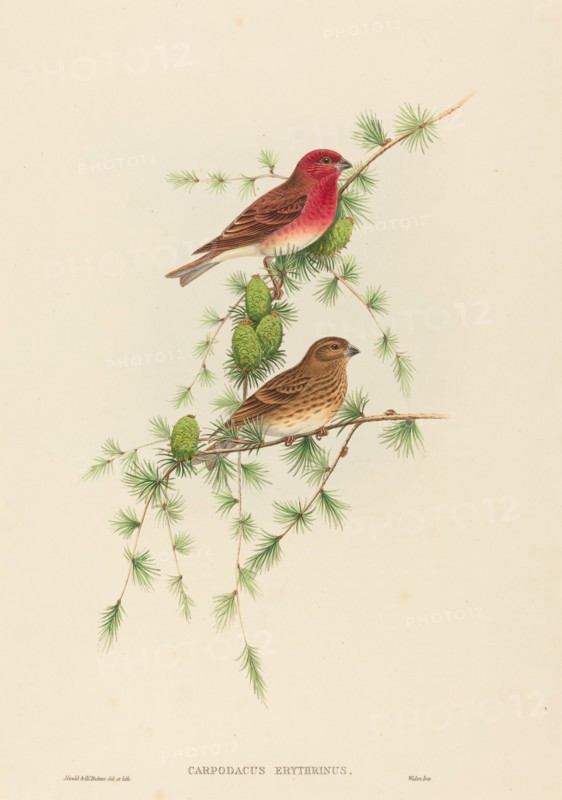 Carpodacus erythrinus (Common Rose Finch).