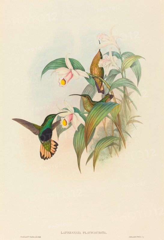 Lafresnaya flavicaudata (Buff-tailed Velvet-breast).