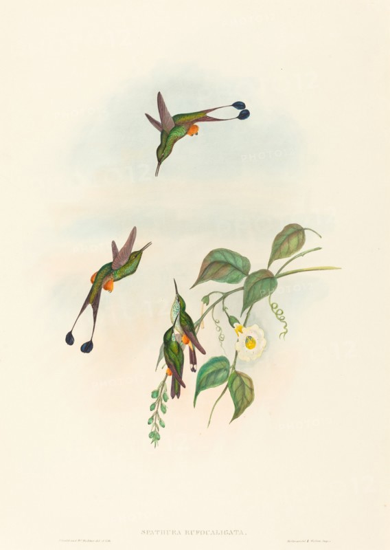 Spathura rufocaligata (Red-booted Racket-Tail).