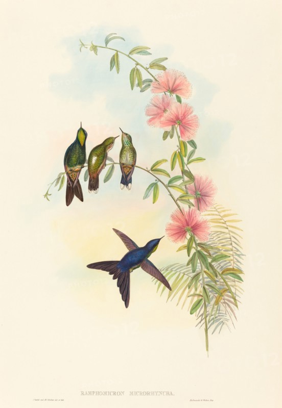 Ramphomicron microrhyncha (Small-billed Thornbill).