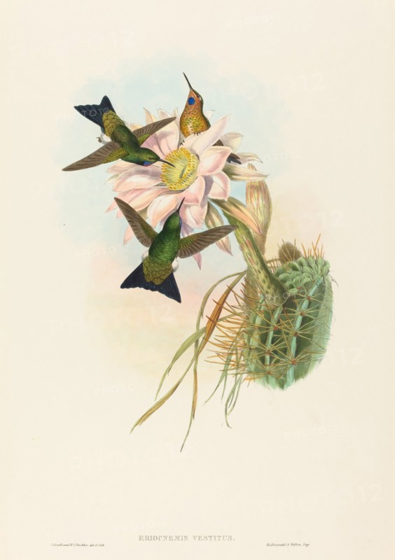 Eriocnemis vestitus (Glowing Puff-Leg).