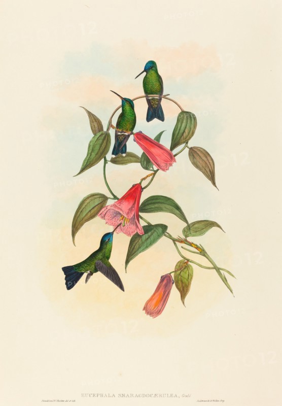 Eucephala smaragdocaerulea (Gould's Wood Nymph).