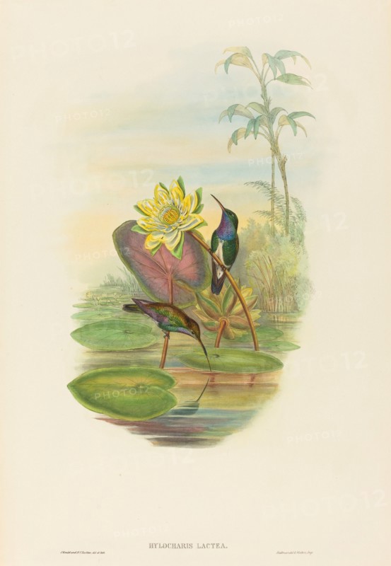 Hylocharis lactea (Sapphire-breasted Emerald).