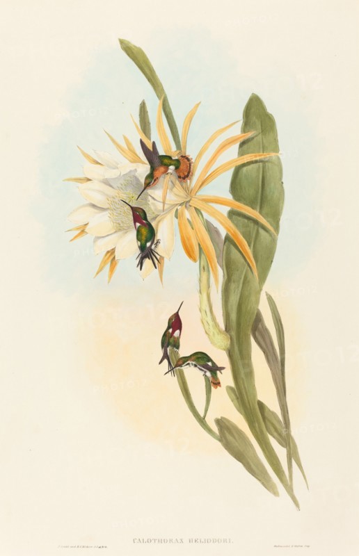 Calothorax heliodori.
