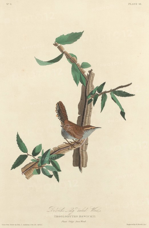 Bewick's Long-tailed Wren, 1827.