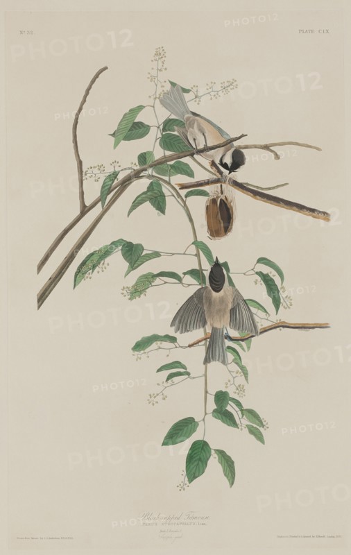 Black-capped Titmouse, 1833.