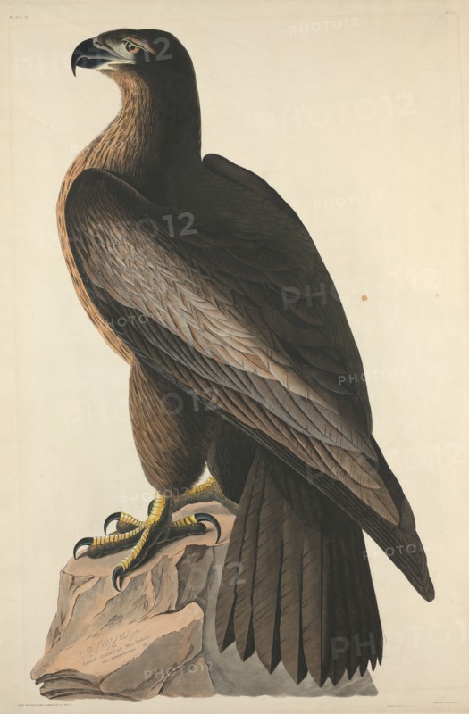 The Bird of Washington or Great American Sea Eagle, 1827.